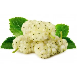 Semi di gelso bianco